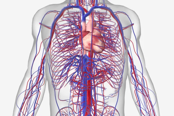 circulatory sysytem