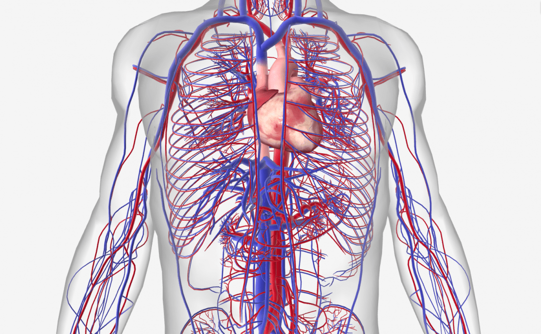 circulatory sysytem