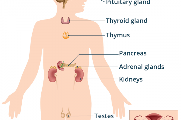 Types of gland in human body