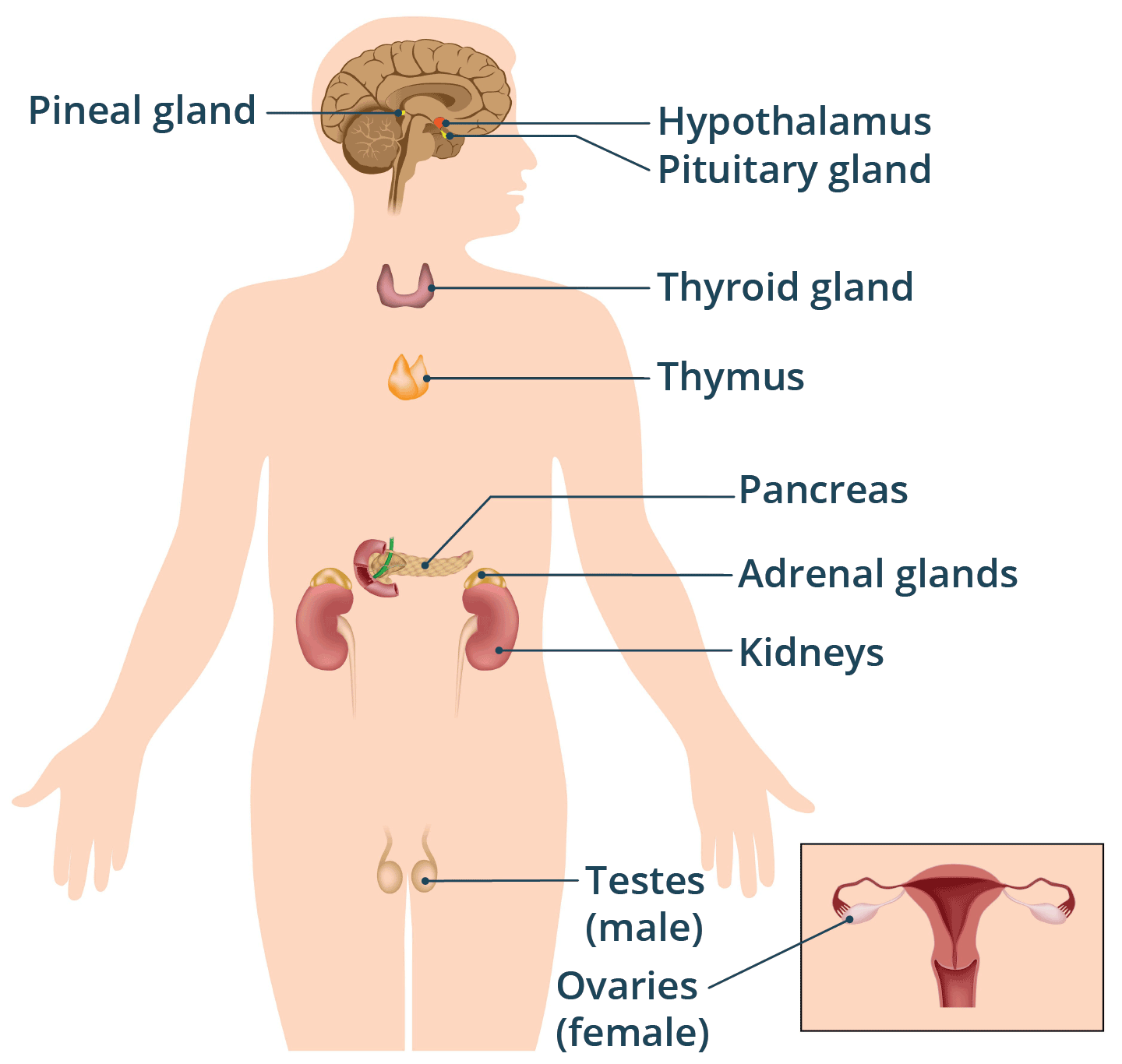 Types of gland in human body