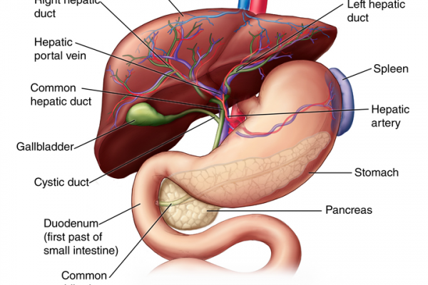 structure of liver