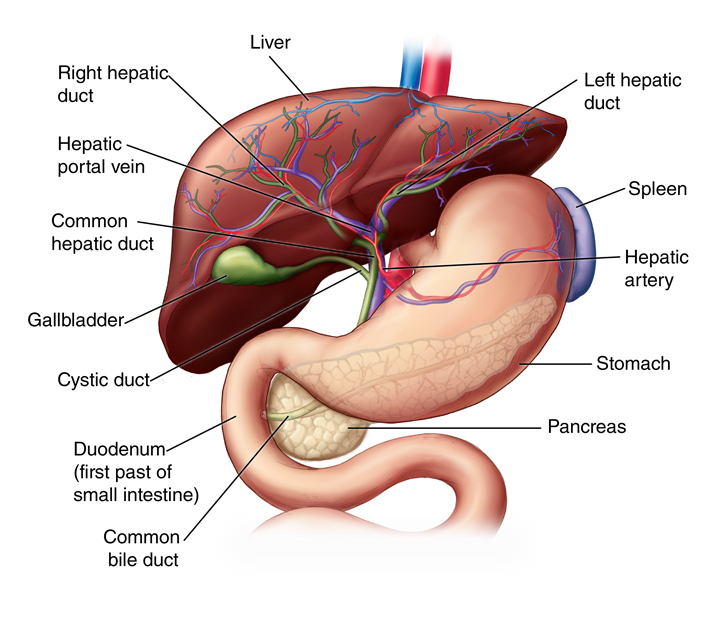 structure of liver