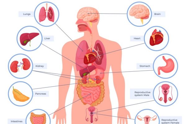 different sysytem of body