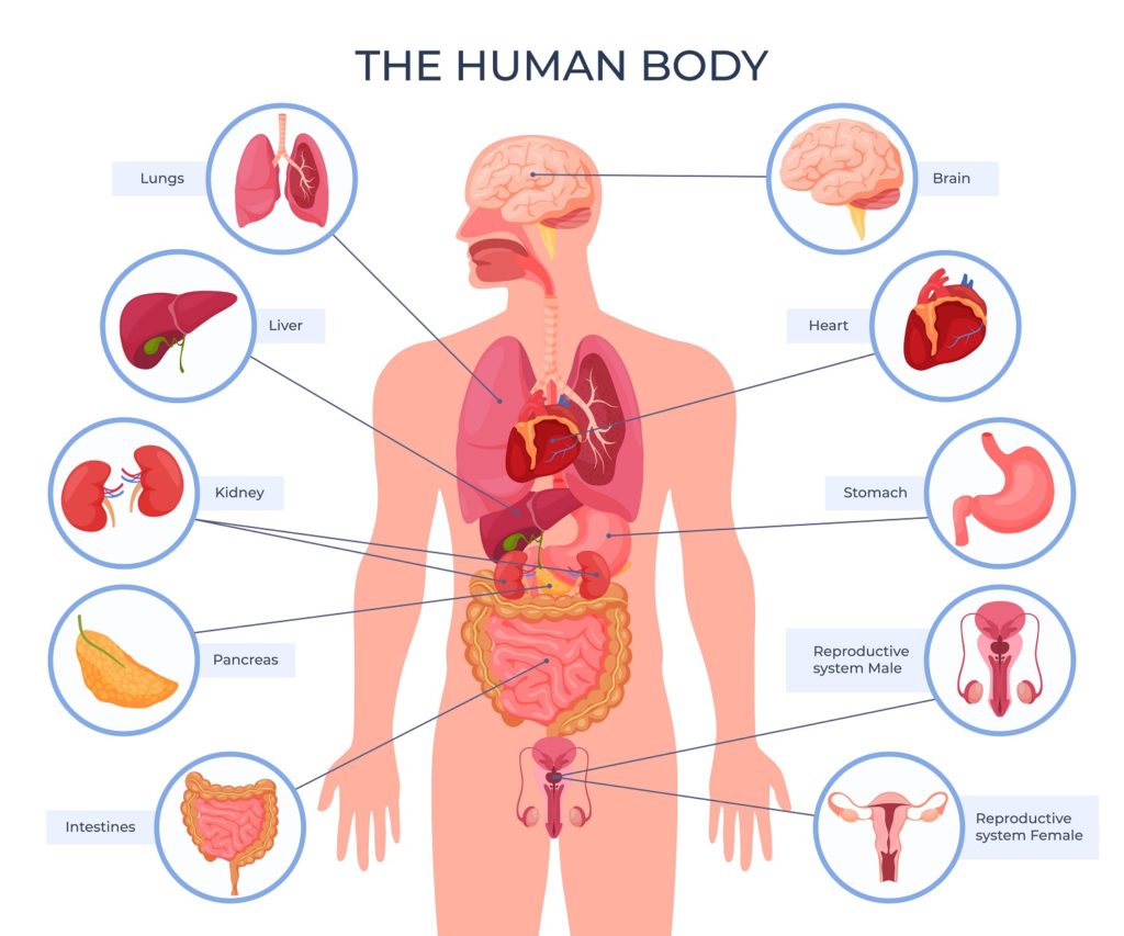 different sysytem of body