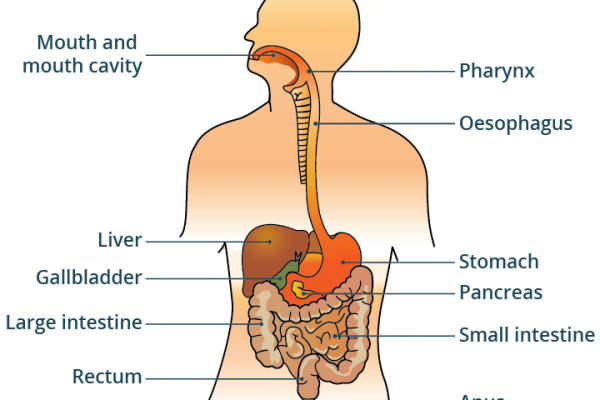 Human Digestive System